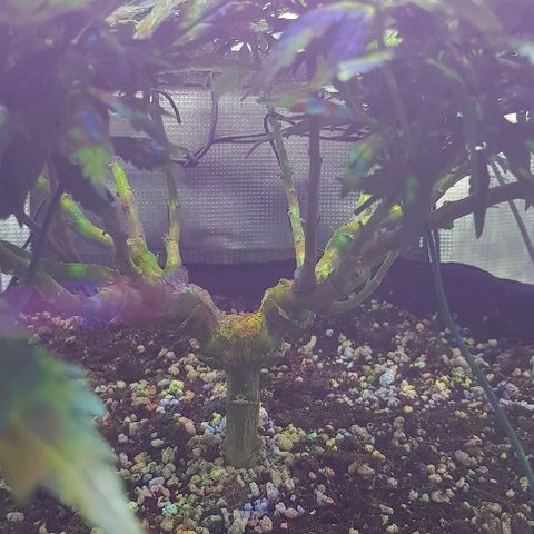 Jagoda growlog timeline photo