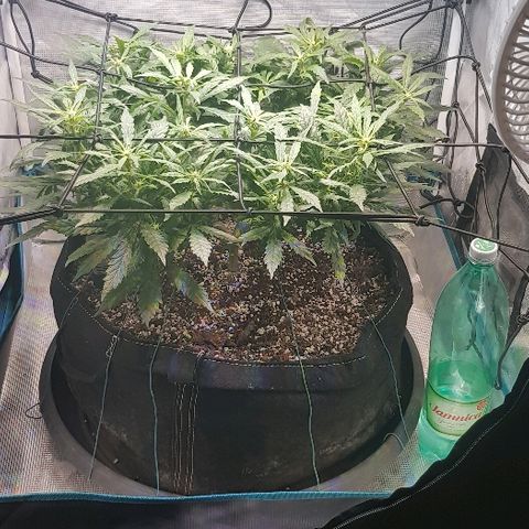 Jagoda growlog timeline photo