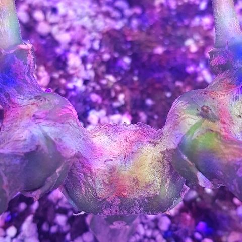 Jagoda growlog timeline photo