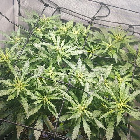 Jagoda growlog timeline photo