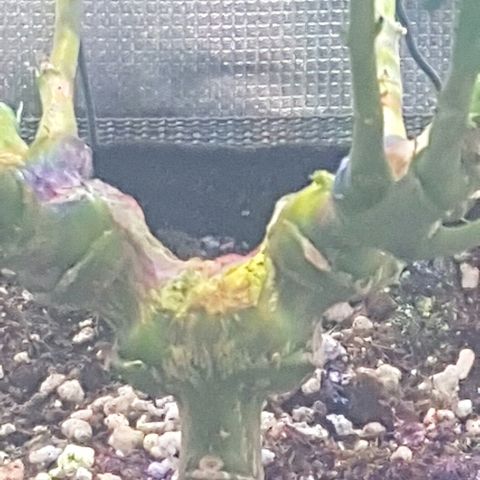 Jagoda growlog timeline photo