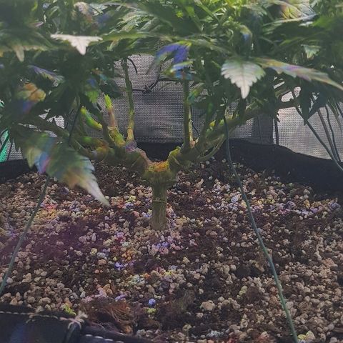 Jagoda growlog timeline photo