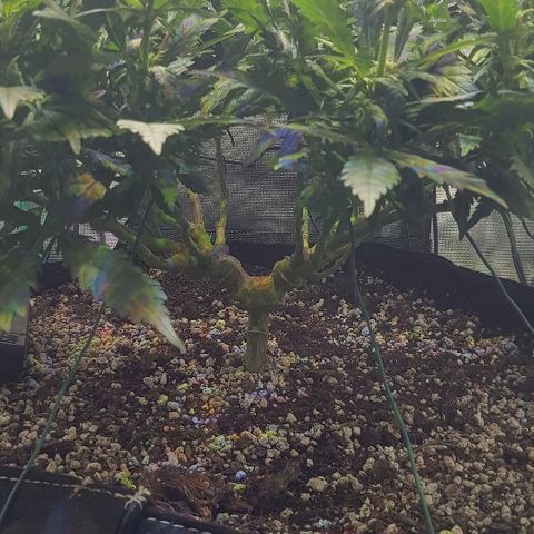 Jagoda growlog timeline photo