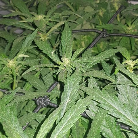 Jagoda growlog timeline photo