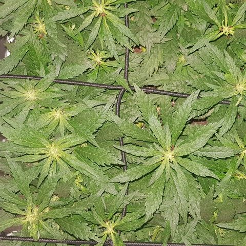 Jagoda growlog timeline photo