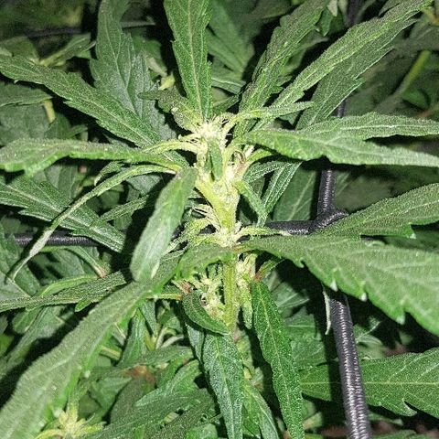 Jagoda growlog timeline photo