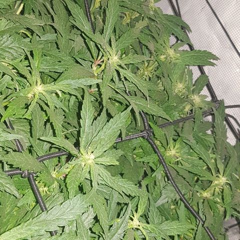 Jagoda growlog timeline photo