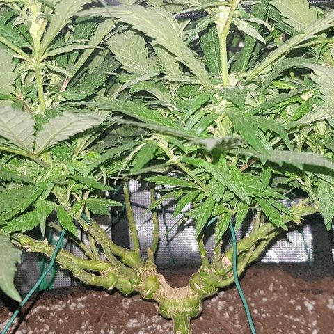 Jagoda growlog timeline photo