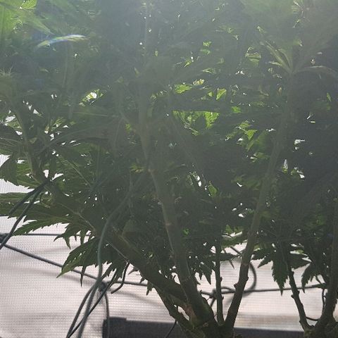 Jagoda growlog timeline photo