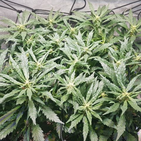 Jagoda growlog timeline photo