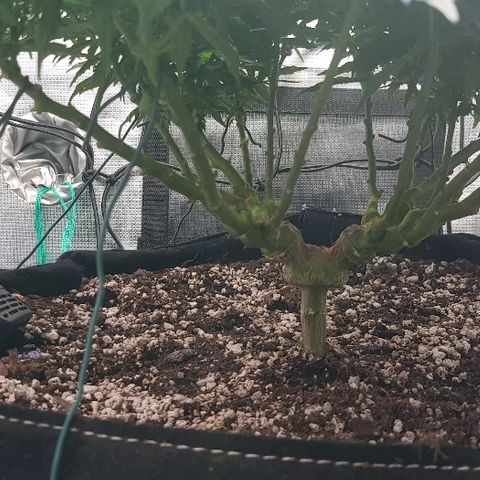 Jagoda growlog timeline photo