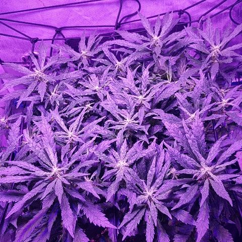 Jagoda growlog timeline photo