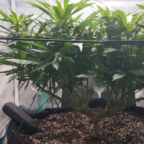 Jagoda growlog timeline photo