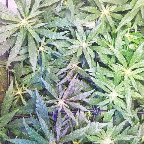 Jagoda growlog timeline photo