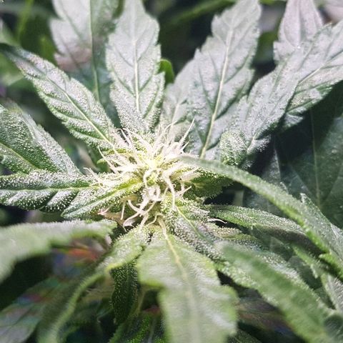 Jagoda growlog timeline photo