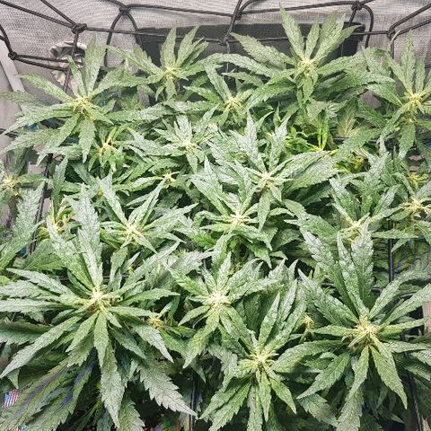 Jagoda growlog timeline photo