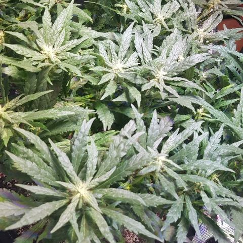 Jagoda growlog timeline photo