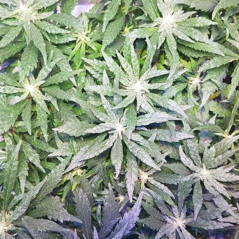 Jagoda growlog timeline photo