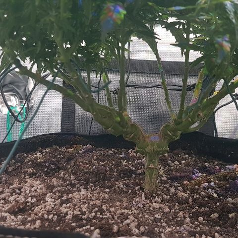 Jagoda growlog timeline photo