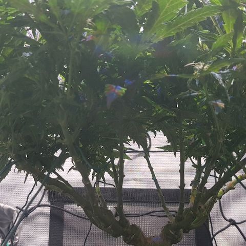 Jagoda growlog timeline photo