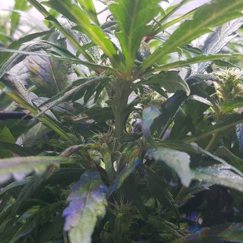 Jagoda growlog timeline photo