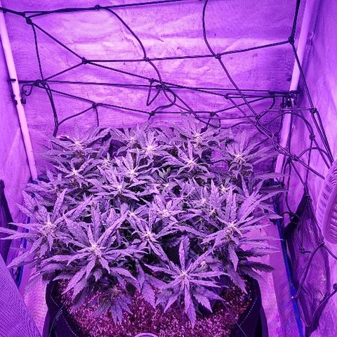 Jagoda growlog timeline photo