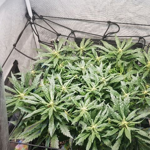 Jagoda growlog timeline photo