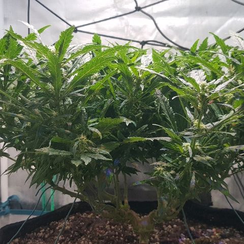 Jagoda growlog timeline photo