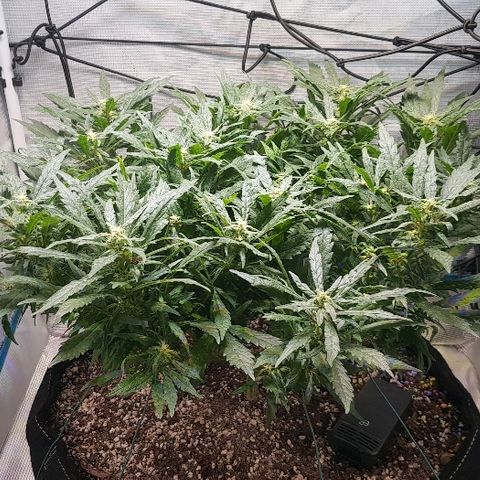 Jagoda growlog timeline photo
