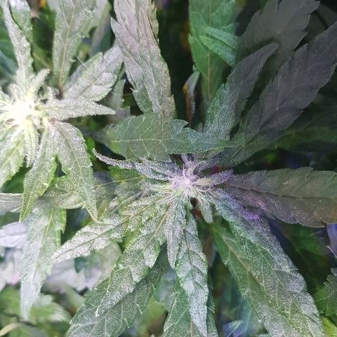 Jagoda growlog timeline photo