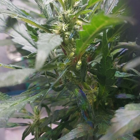 Jagoda growlog timeline photo