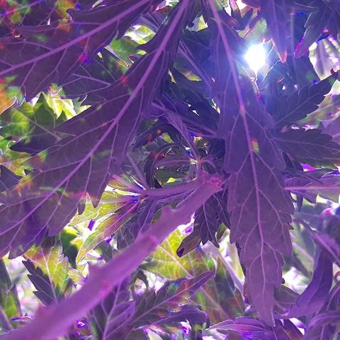 Jagoda growlog timeline photo