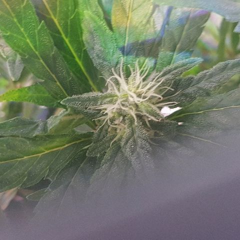Jagoda growlog timeline photo