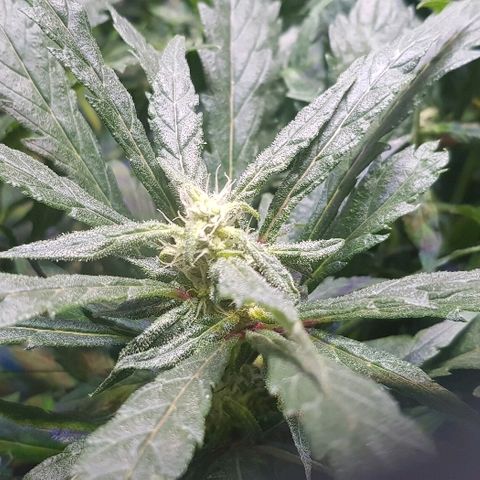 Jagoda growlog timeline photo
