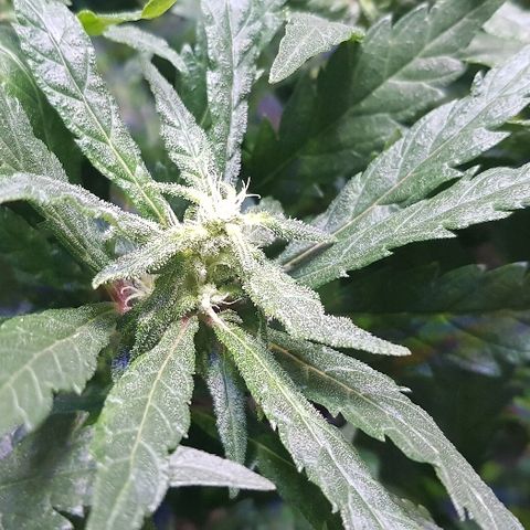 Jagoda growlog timeline photo