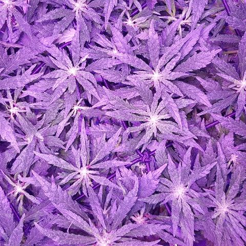 Jagoda growlog timeline photo