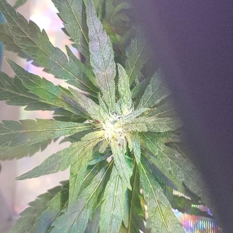 Jagoda growlog timeline photo