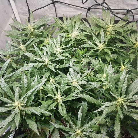 Jagoda growlog timeline photo