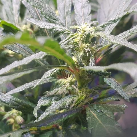 Jagoda growlog timeline photo