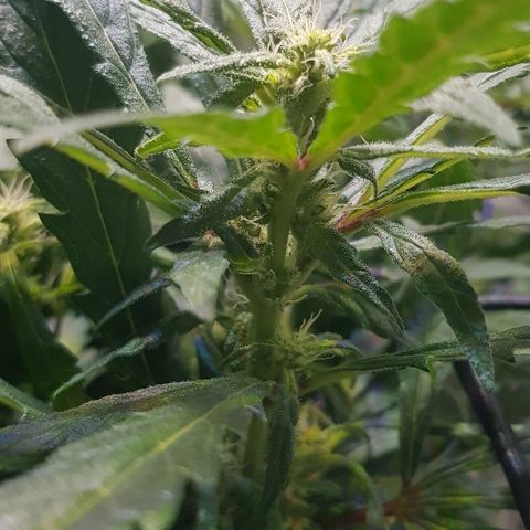 Jagoda growlog timeline photo