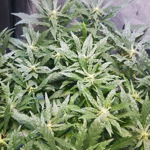 Jagoda growlog timeline photo