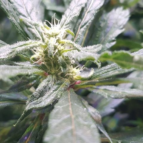 Jagoda growlog timeline photo