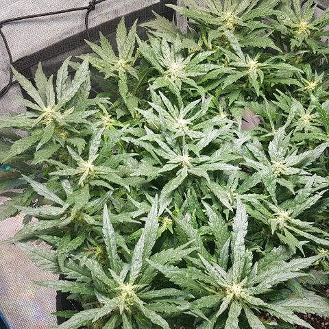 Jagoda growlog timeline photo