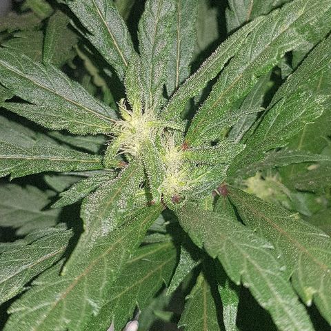 Jagoda growlog timeline photo