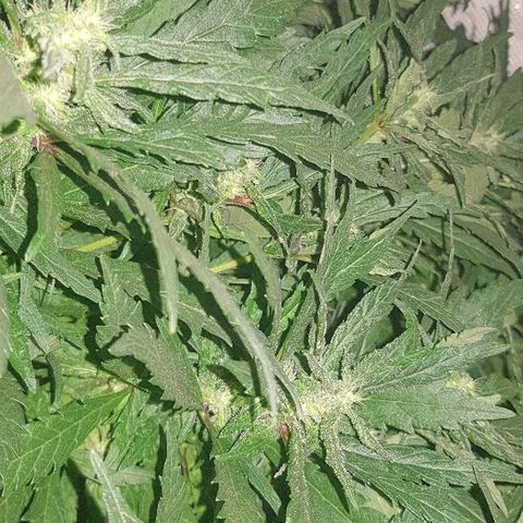 Jagoda growlog timeline photo