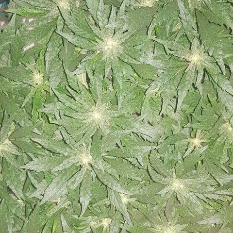 Jagoda growlog timeline photo