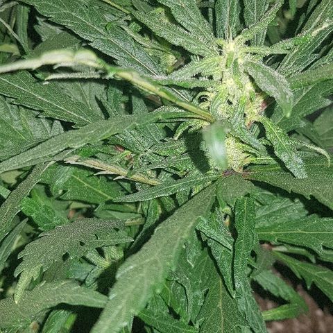 Jagoda growlog timeline photo