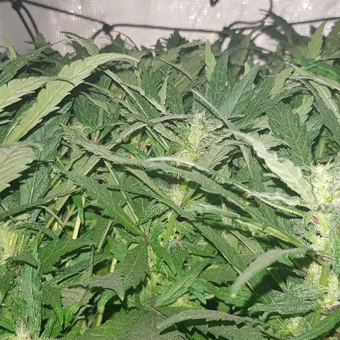 Jagoda growlog timeline photo