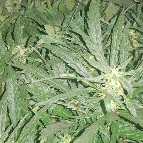 Jagoda growlog timeline photo
