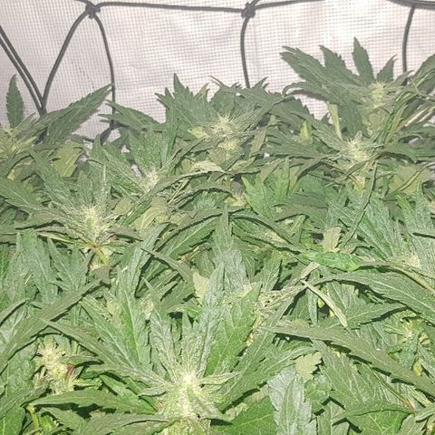 Jagoda growlog timeline photo